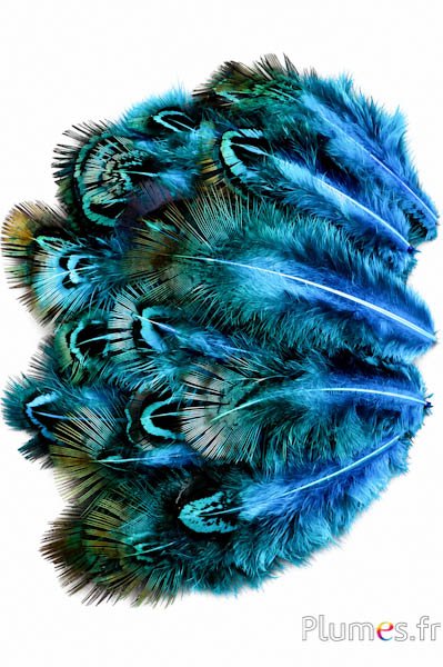 Fagiano dorato - 5-8 cm - menta-turchese